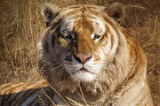 Kai the tiger that was poisoned at Jugomaro Predator Park on May 25, 2018.