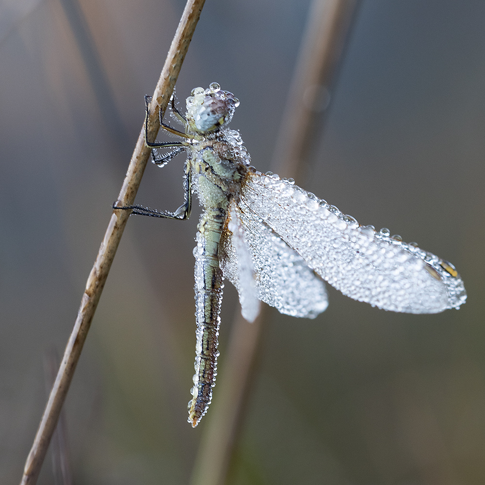 Diamante di RobertaSilvestro