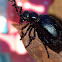 Europian oil beetle