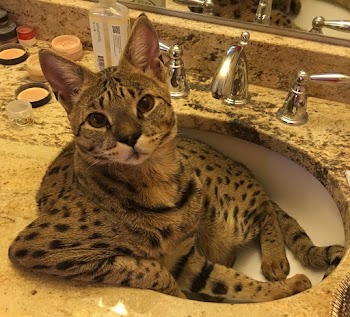 Sunny in the sink