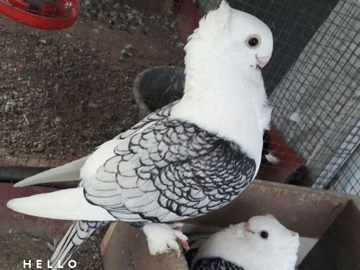 Rumah Merpati Hias Blacklace Peternakan