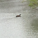 Canadian Goose