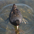 American coot