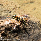 Wasp