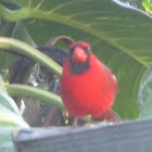 Northern cardinal