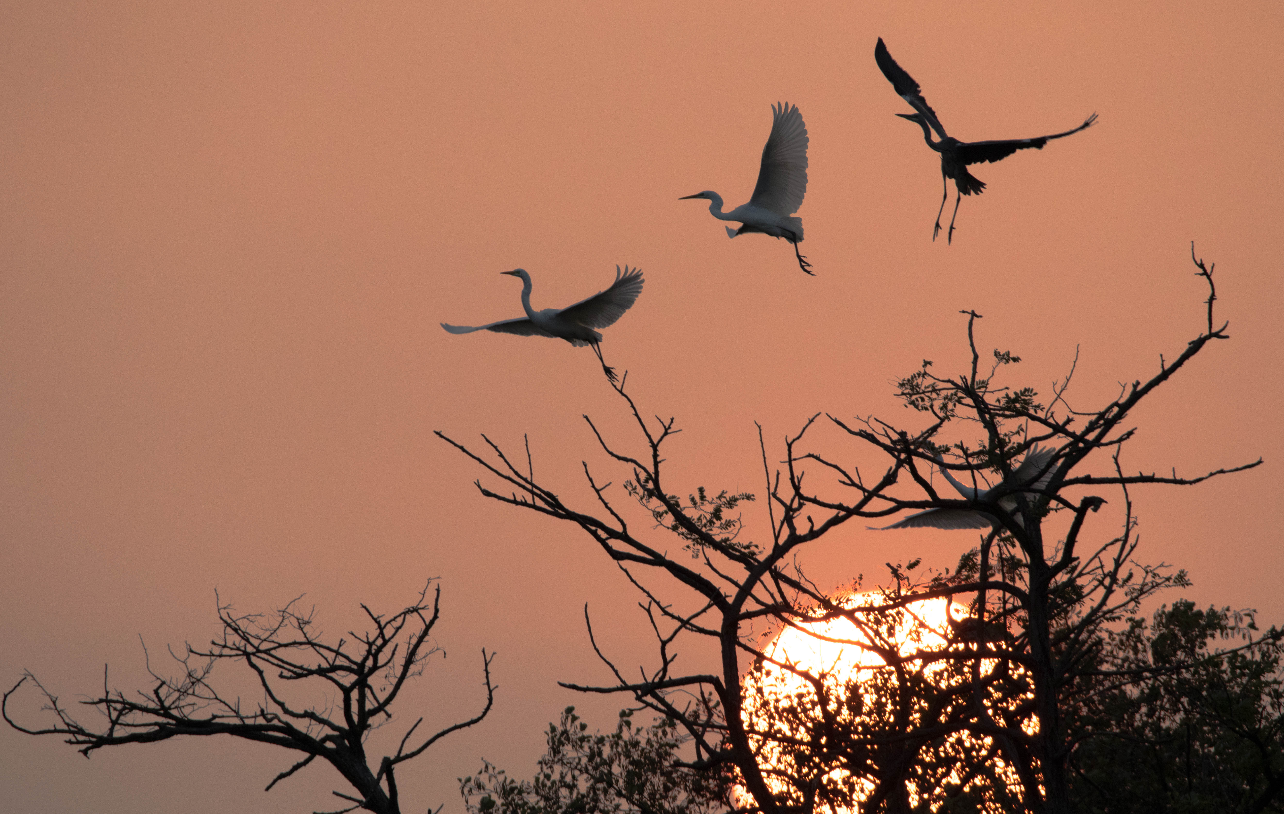 Aironi al Tramonto di SimoneLazzaroni