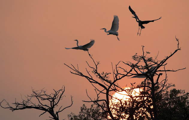 Aironi al Tramonto di SimoneLazzaroni