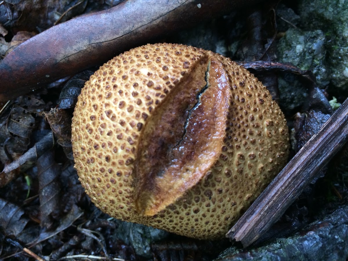 Pigskin poison puffball