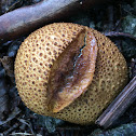 Pigskin poison puffball