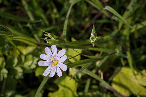 Stellaria holostea