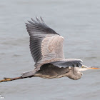 Grey Heron; Garza Real