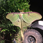 Luna Moth