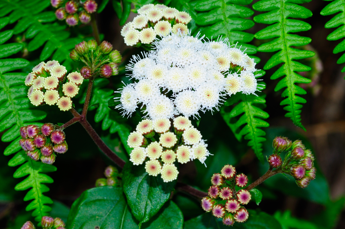 Crofton Weed; Flor de Espuma