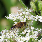 Hoverfly