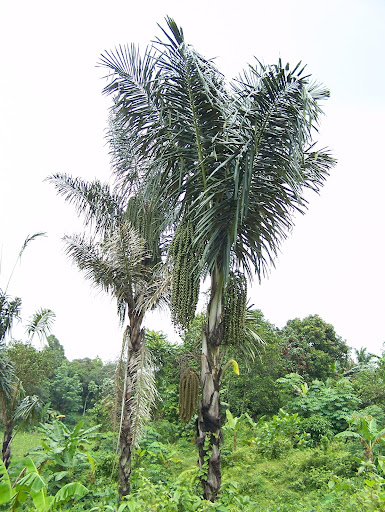 Aneka Jenis Tanaman Industri