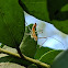 Leafhopper Assassin Bug Nymph