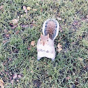 Grey Squirrel