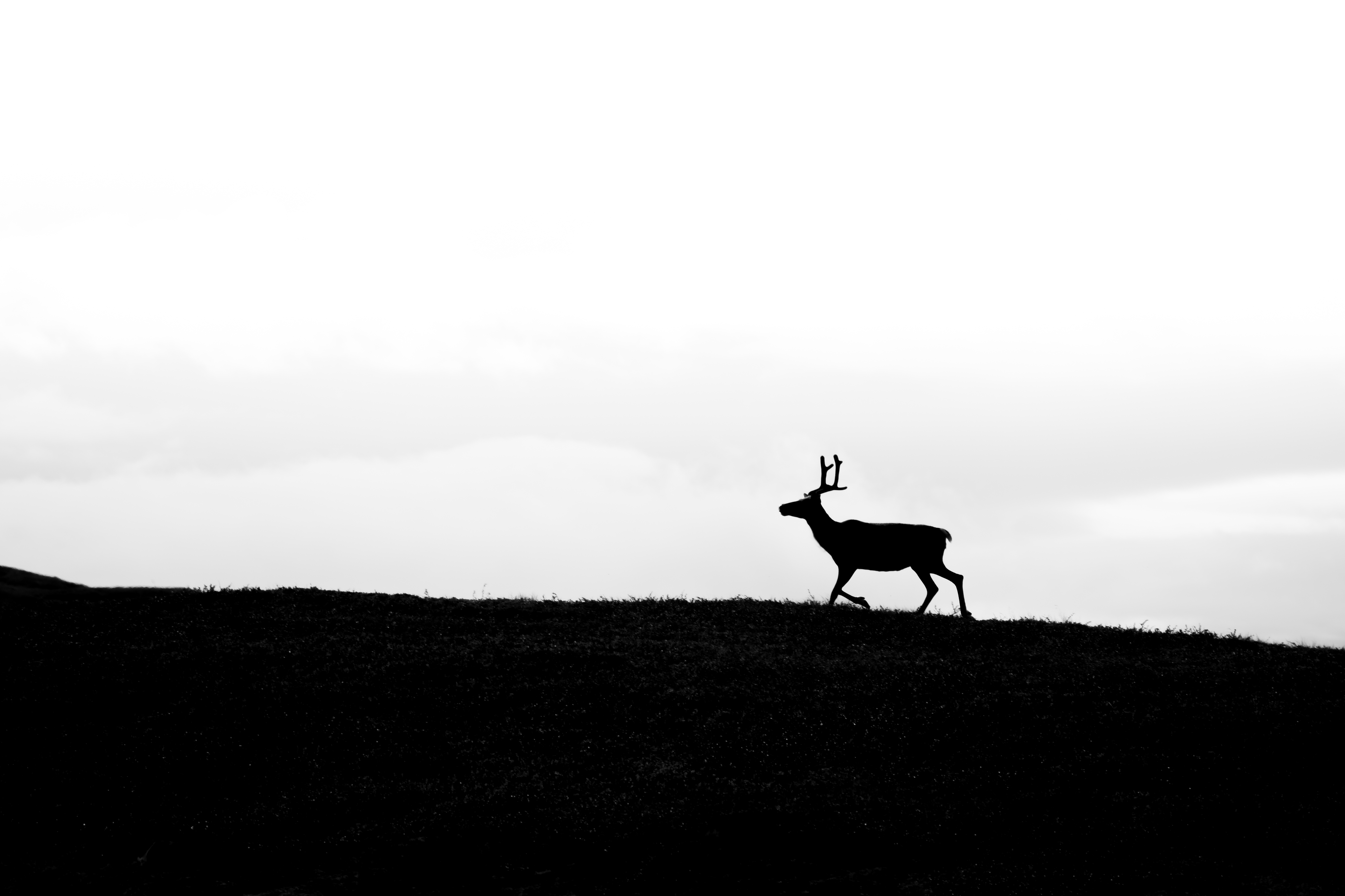 Renna solitaria nella tundra di stezac_photography