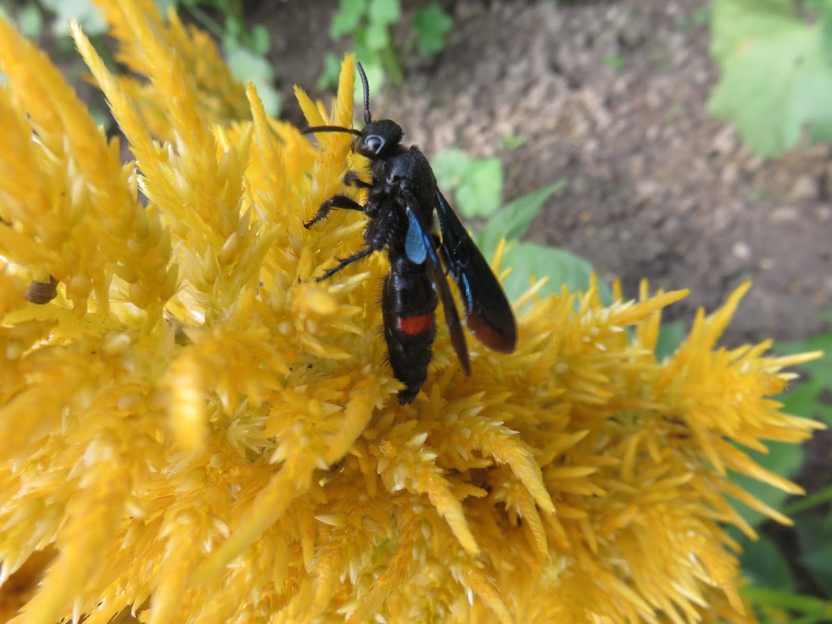 Kleptoparasitic Sand Wasp