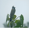 Himalayan Bulbul