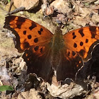 Eastern Comma