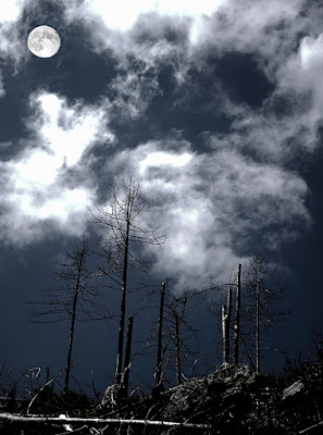 la foresta nera .... di Sergio Catitti