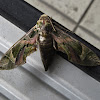 Oleander Hawk-moth