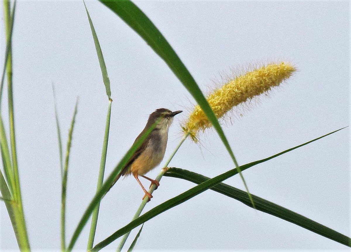 Tawny-flanked prinia