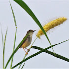 Tawny-flanked prinia