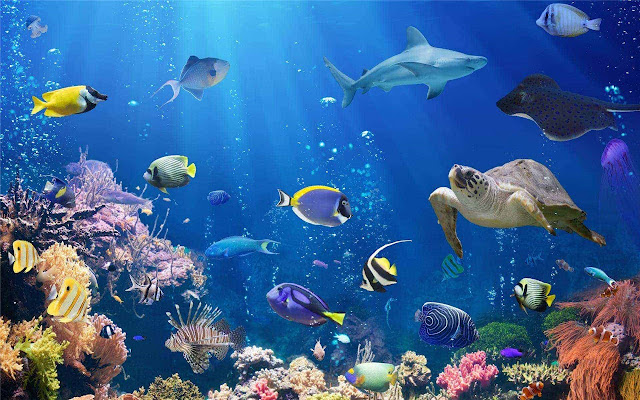 Great Barrier Reef Themes & New Tab