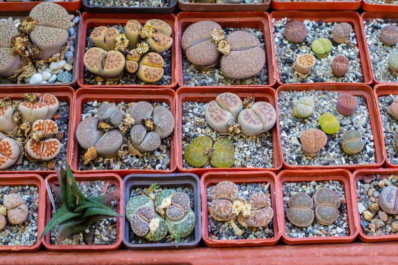 Lithops 