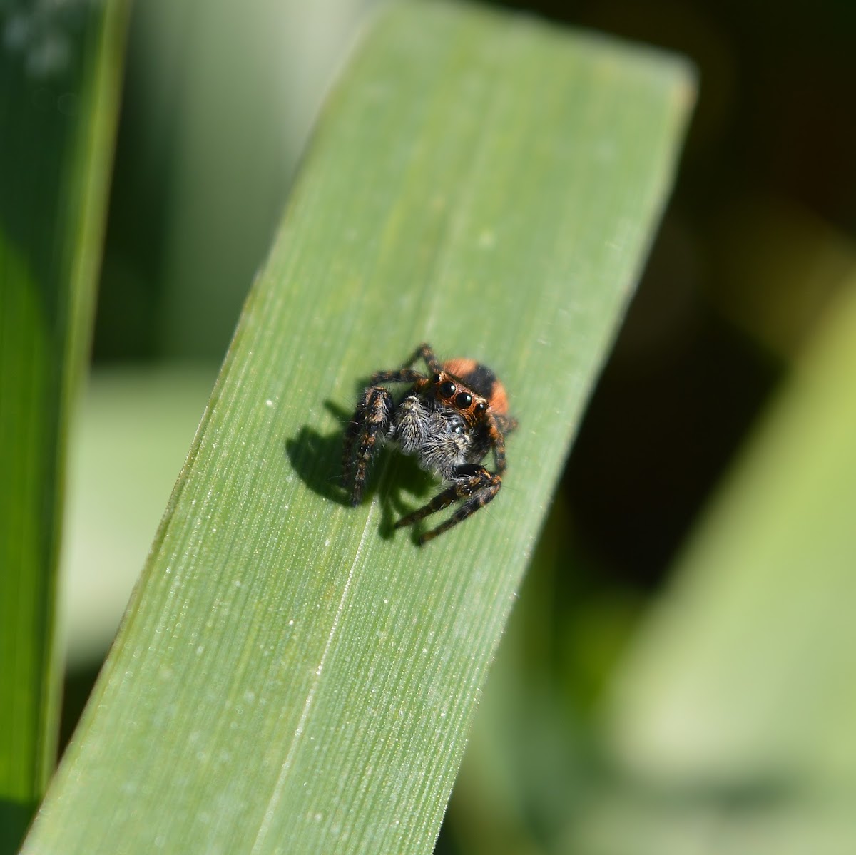 Jumping Spider