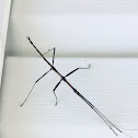 Walking Stick Bug