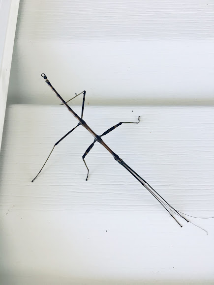 Walking Stick Bug | Project Noah