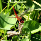 Scarlet dragonfly