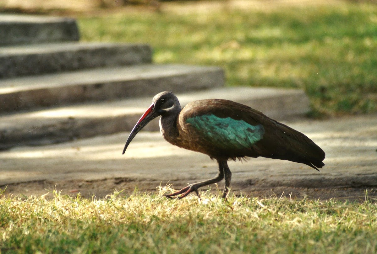 Hadada Ibis