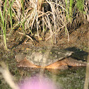 Common Snapping Turtle