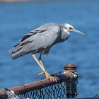 White-faced heron