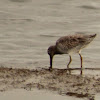 Short-billed dowitcher