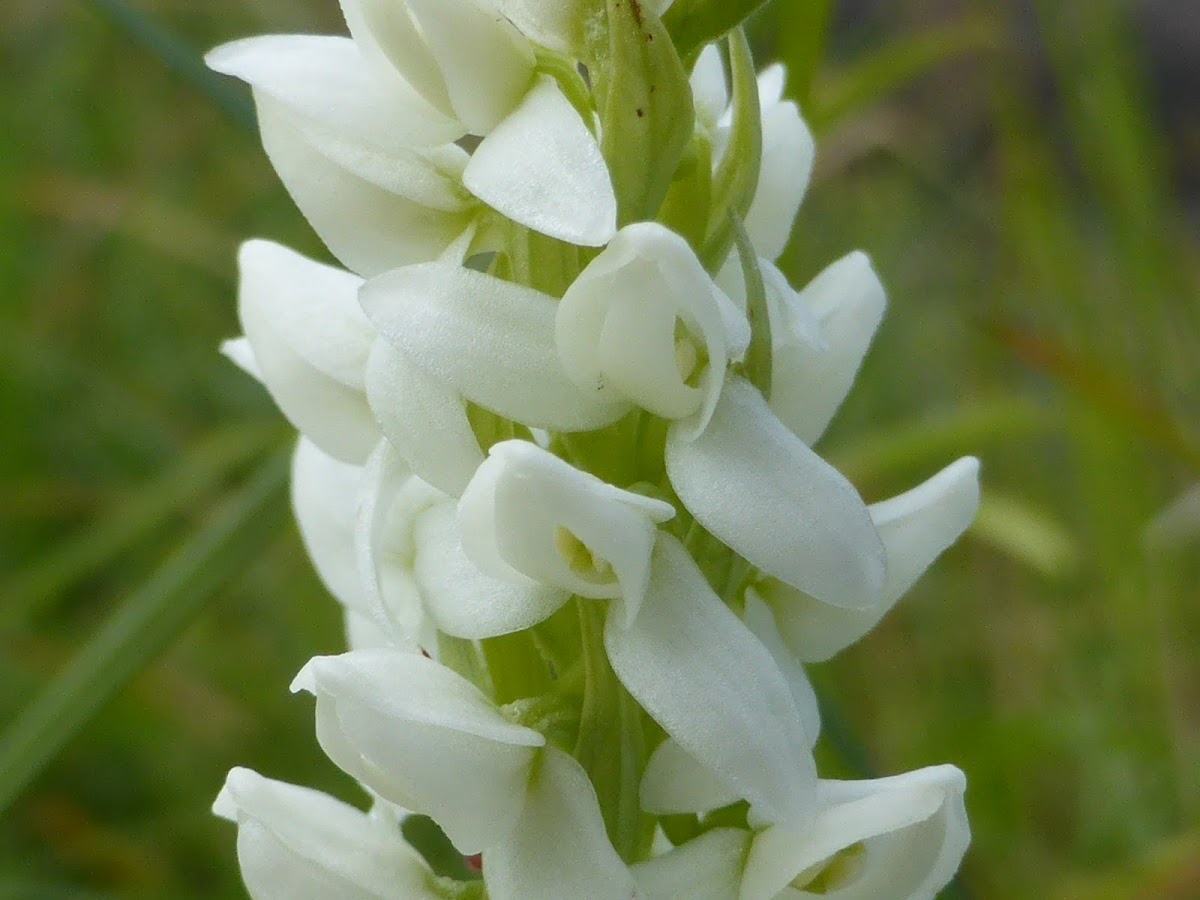 Tall White Bog Orchid