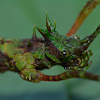 Spiny Stick Insect, Phasmid - Female