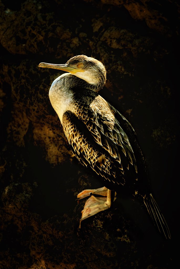 Il cormorano di Luca Gallozza