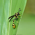 Potter Wasp ( बारुला )