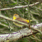 Palm Warbler