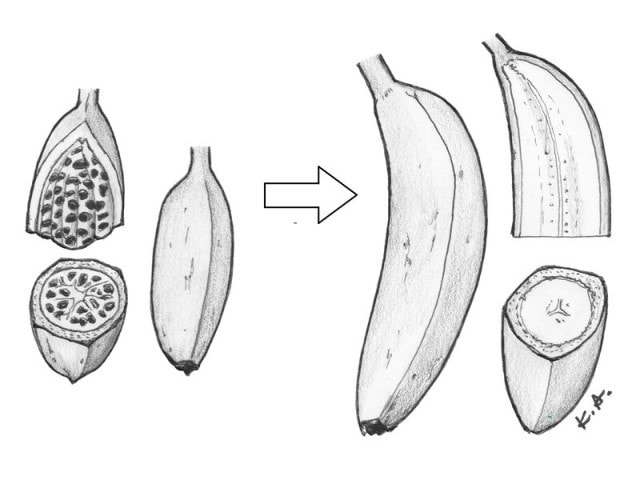 言われてみれば確かに 種なし果物 は種が ない のに なぜ絶滅しない 生物の専門家が解説 Trill トリル