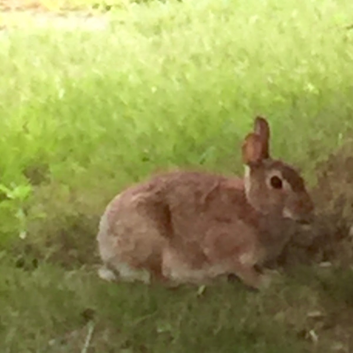 Cottontail Rabbit