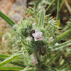 Echium glomeratum