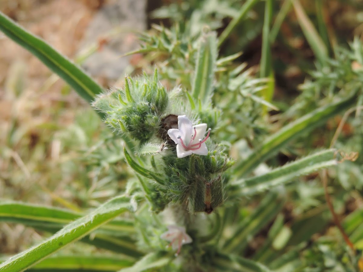 Echium glomeratum