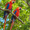 Scarlet macaw