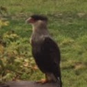 Southern Caracara